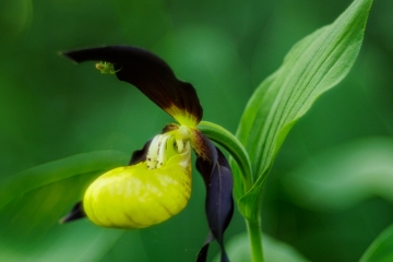 Frauenschuh (Cypripedium calceolus)