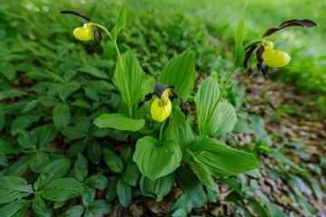 Frauenschuh (Cypripedium calceolus)