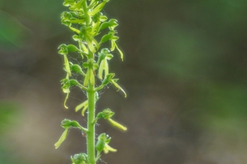 Großes Zweiblatt (Neottia ovata)