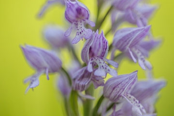 Helmknabenkraut (Orchis militaris)