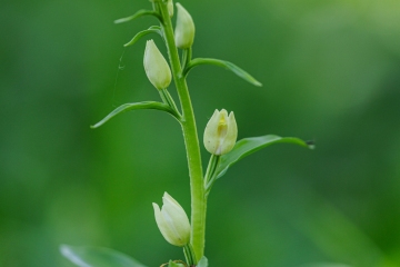Weisses Waldvögelein (Cephalanthera damasonium)