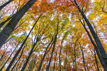 Herbst im Schönwald