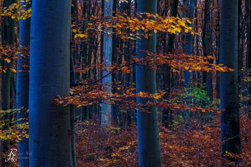 Schönwald
