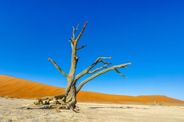 Dead Vlei