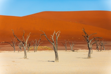 Dead Vlei