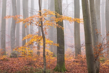 Schönwald