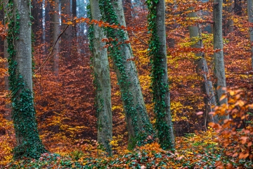 Schönwald