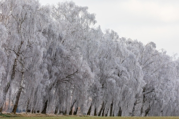Birkenallee im Reif
