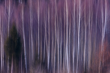 Birken frisch gewischt