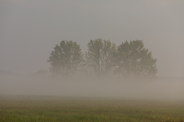 Nebel