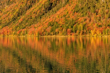 Thumsee