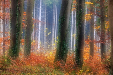 Schönwald