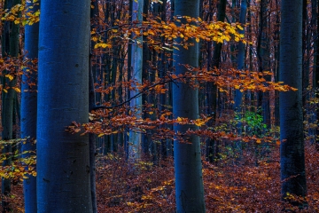 Herbst im Schönwald