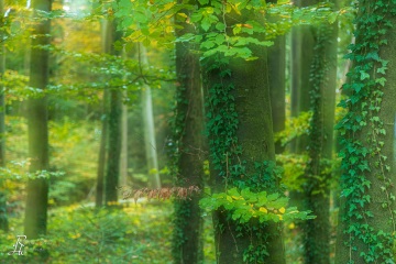 Schönwald