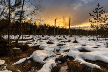 Winter im Moor