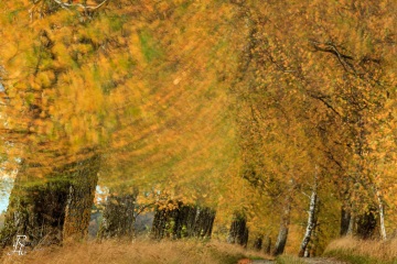 RHO_2013-10-27_Birkenallee_9490