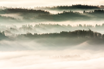 Morgennebel