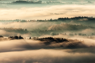 Morgennebel