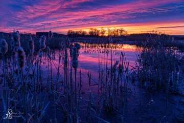 RHO_2015-03-09_Biotop_0425