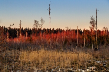 Birken in Rot