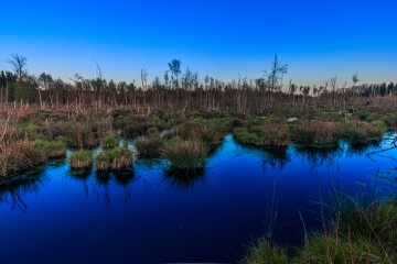 Blau