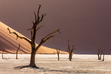 Dead Vlei