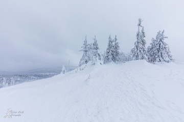 RHO_2019-01-03_Bayer_Wald_4578