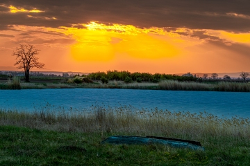 Darscho, Neusiedler See