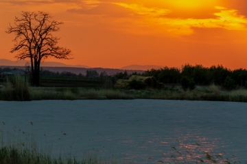 Darscho, Neusiedler See