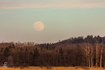 RHO_2020-02-08_Ampermoos_8840