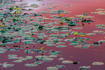 RHO_2020-08-23_Seachtn_9990