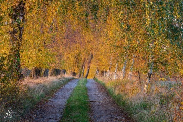 RHO_2020-10-31_Birkenallee_2898