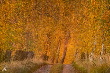 RHO_2020-10-31_Birkenallee_2926