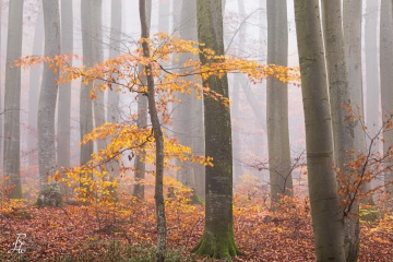 RHO_2020-11-07_Schoenwald_3247