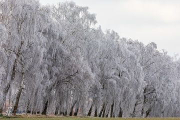 RHO_2020-11-29_Birkenallee_3605