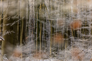 RHO_2021-01-10_Schoenwald_4421
