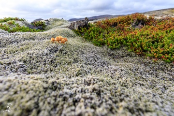 RHO_2021-09-27_Island_6516