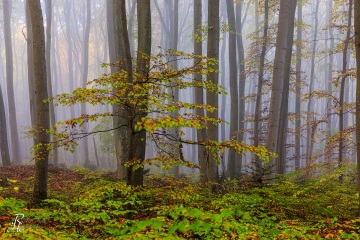 RHO_2021-10-30_Schoenwald_3568-HDR