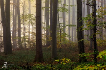 RHO_2021-10-30_Schoenwald_3614