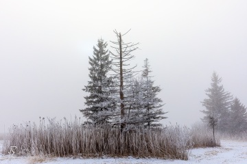 RHO_2022-01-15_Kochelmoos_6919