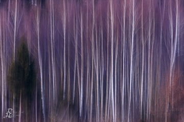RHO_2022-01-23_Rotes_Moos_7173