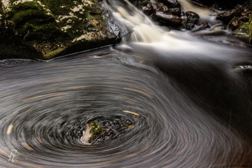 RHO_2022-10-01_Bayer_Wald_R5_9833