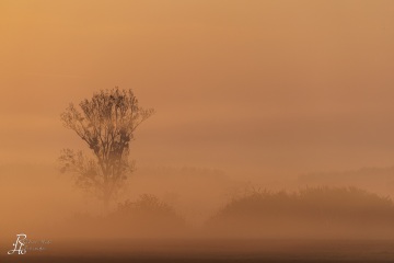 RHO_2023-04-22_Neusiedler_See_6590