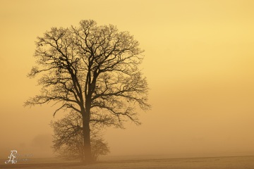 RHO_2024-01-28_unbenannt_7840