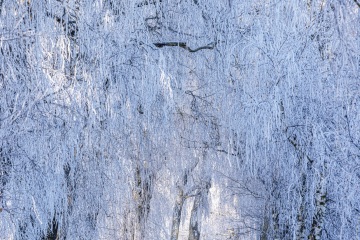 RHO_2024-12-28_Birkenallee_im_Reif_8242
