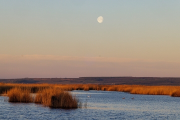 Neusiedler See
