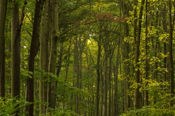 Schönwald