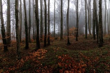 Schönwald
