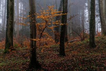 Schönwald