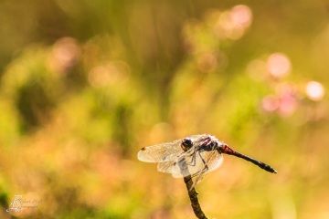 RHO_0002_Libellen_9804